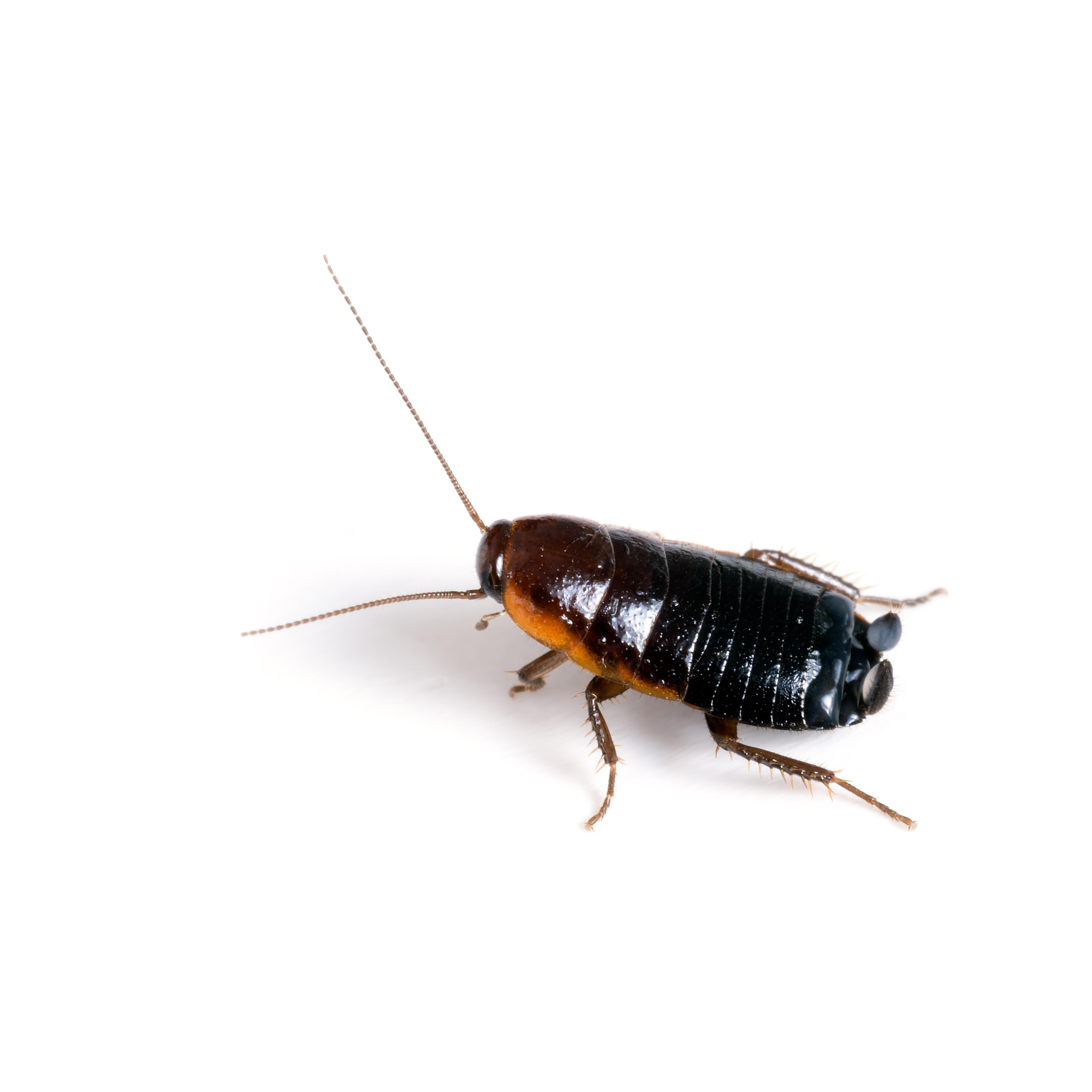 Черный похож на таракана. Таракан черный (Blatta orientalis). Восточные тараканы Blatta orientalis. Рыжий Прусак черный таракан. Oriental Cockroach таракан.