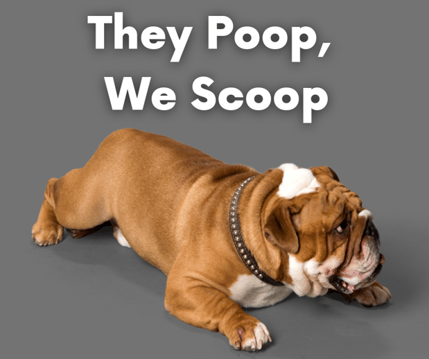 Images Oop Scoop Pet Waste Removal