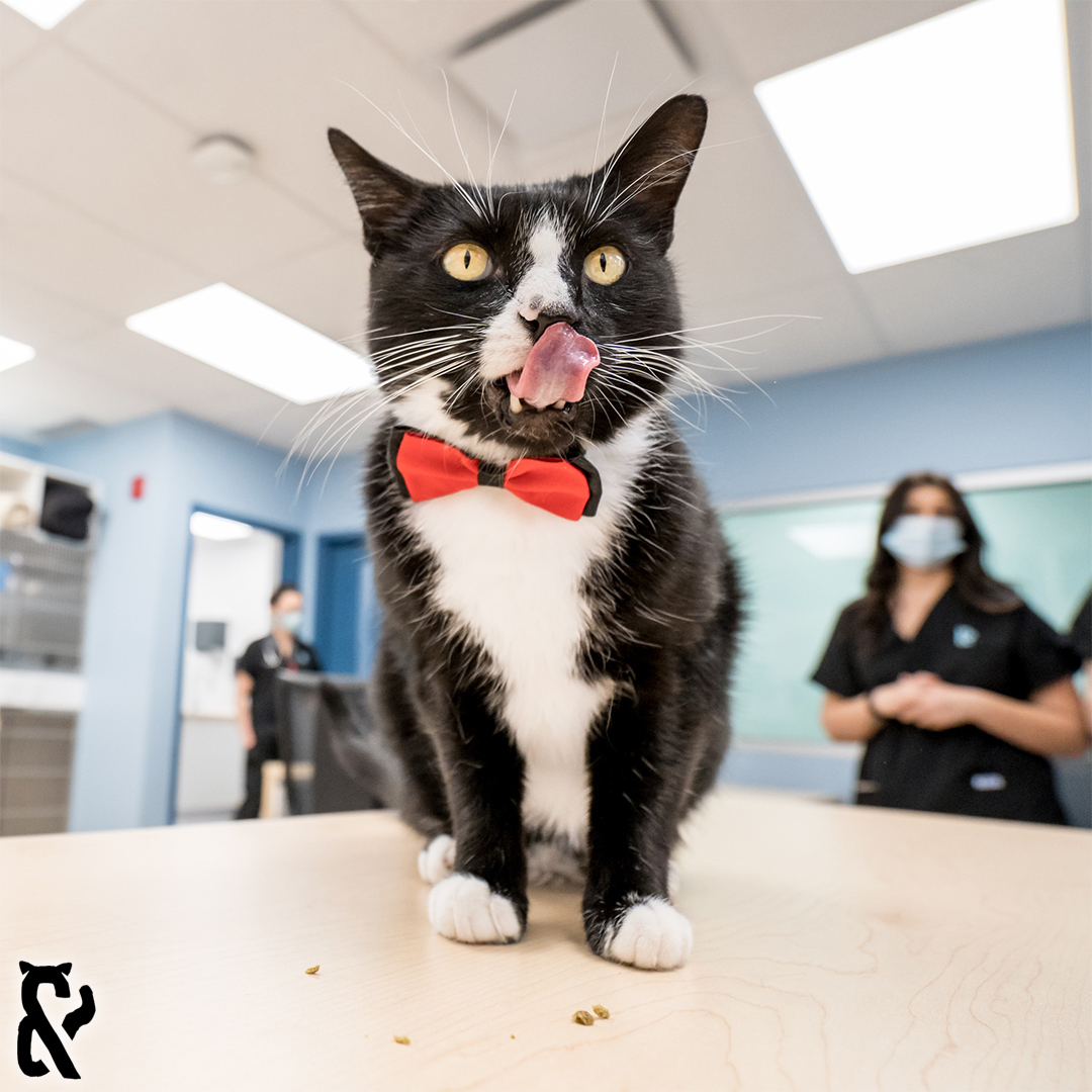Images Vet & Cie Brossard | Vétérinaire indépendant & québécois, Toilettage, Parc canin, Urgences chiens et chats | Montérégie