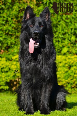 Images VanBlargan German Shepherds