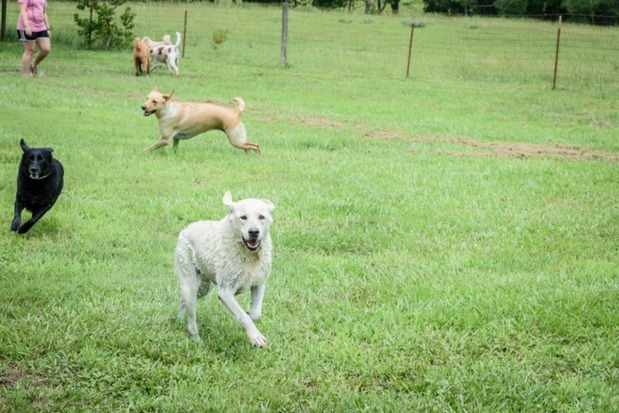 Images Waggin' Tails Pet Ranch