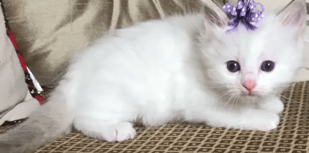 Images New York Ragdolls