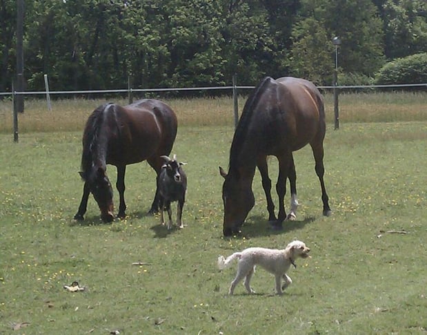 Images Tidewater Equine Clinic & Farm Animal Services