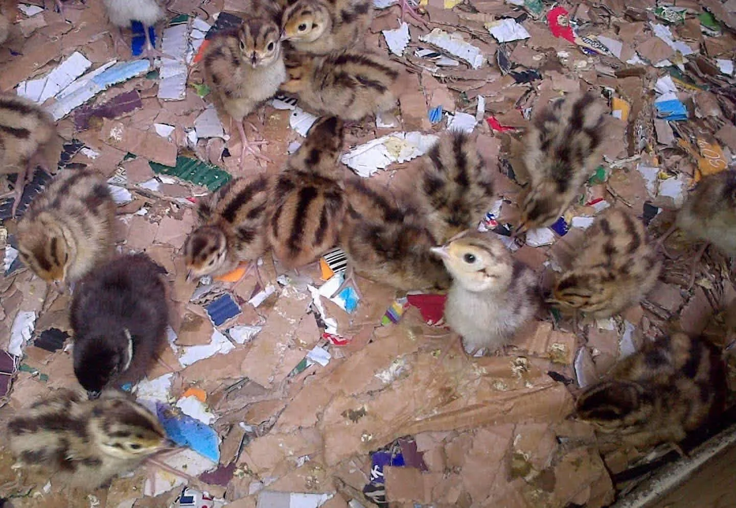 Images Easy Bedding & Feeds Ltd