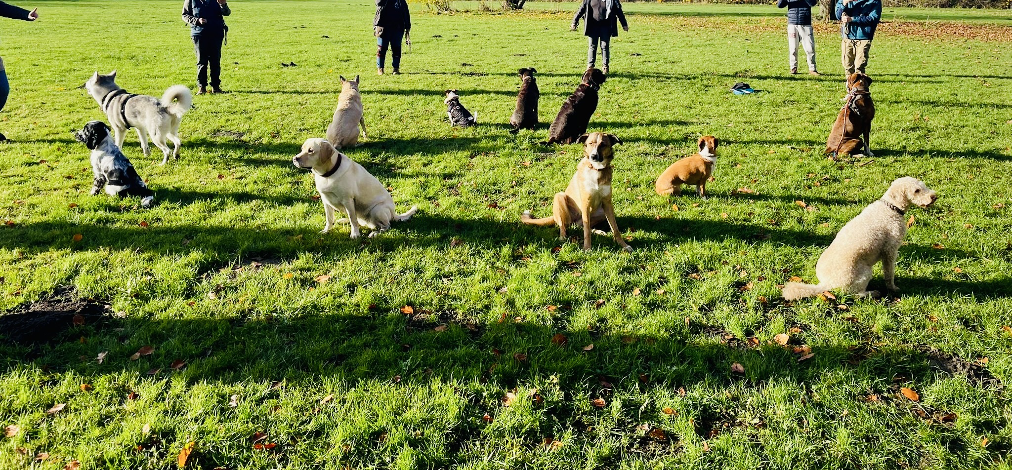 Hundecollege Hamburg, Farnstieg 9 in Hamburg