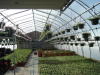Images River Road Greenhouses