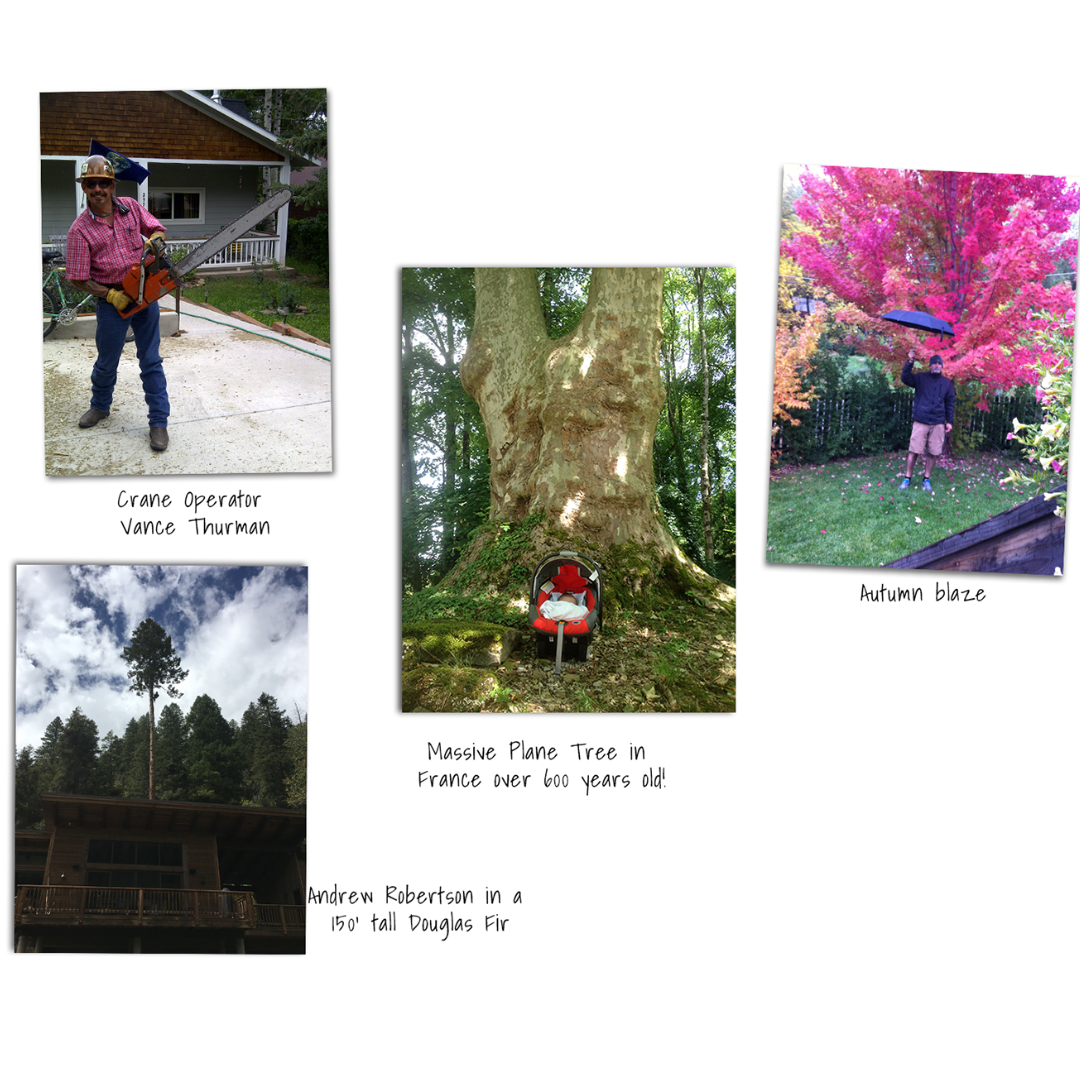 Heartwood West Tree Service Image
