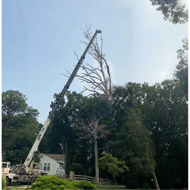 Images Grant Brothers Tree Service