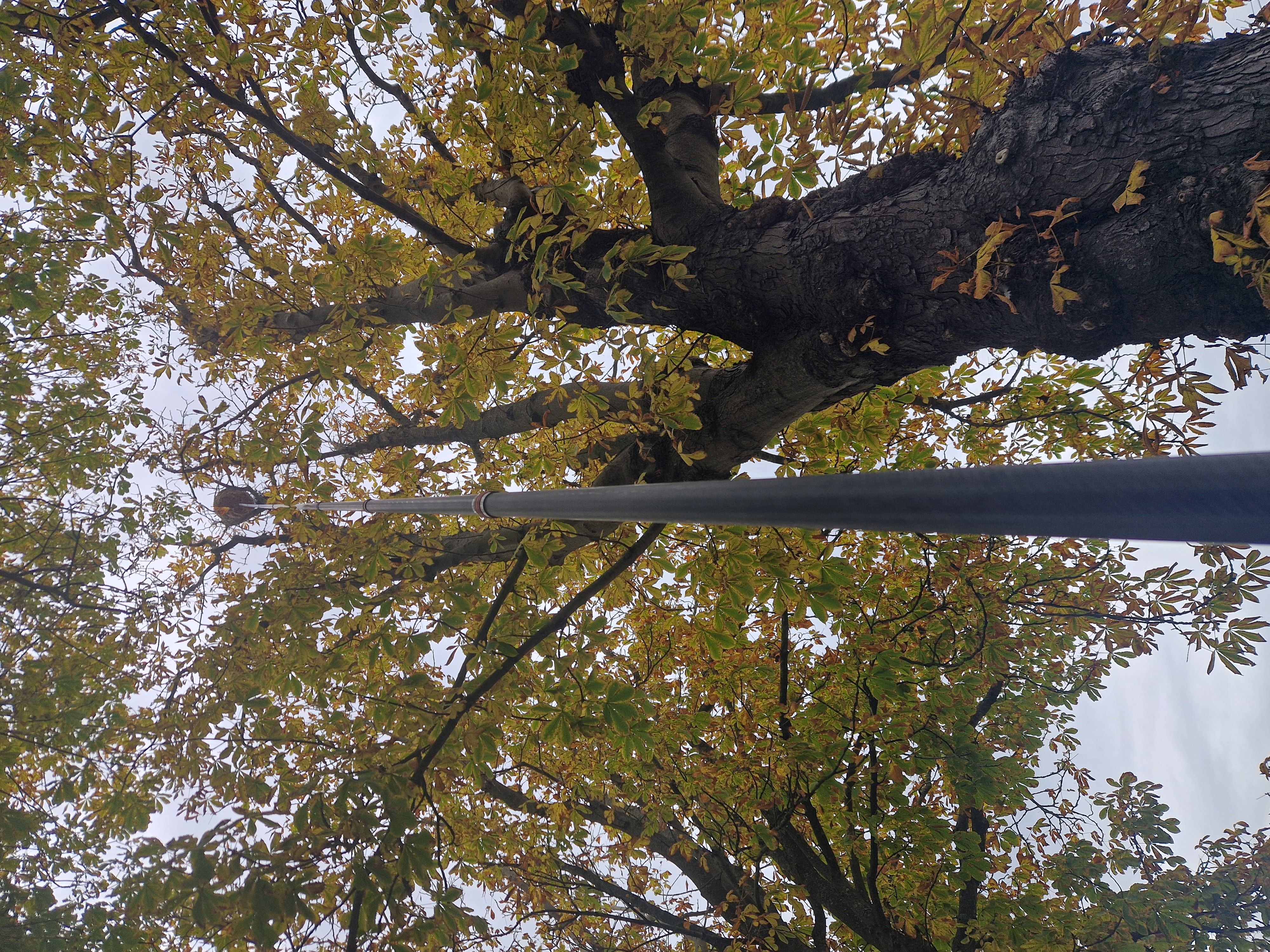 Nid de frelons asiatiques à st Jean d'Angely Nid de frelons asiatiques à st Jean d'Angely