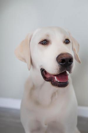 Images Laurie and Joe's Labs