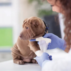 Images Pet Care Plus