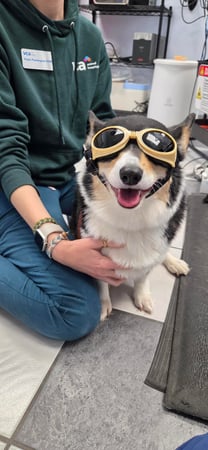 Images VCA Preston Park Animal Hospital