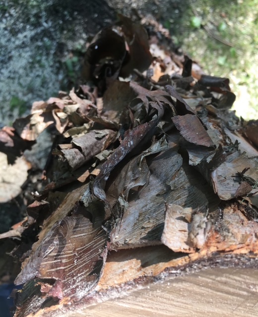 Images Eager Beaver Tree Service LLC