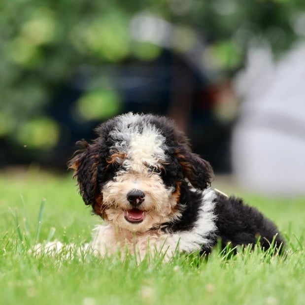 Images Berry Patch Puppies LLC