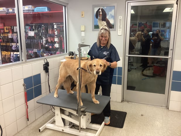 Images Petco Grooming
