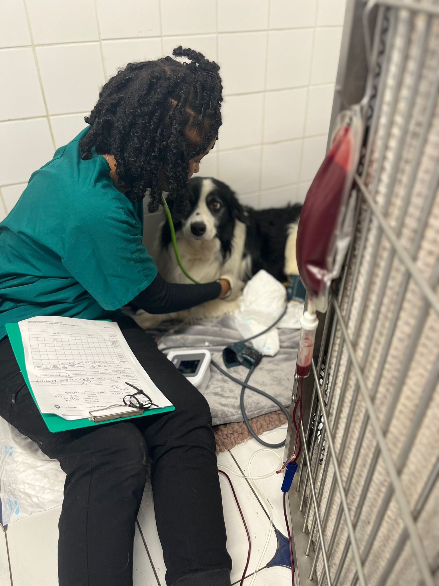 Images Streatham Hill Veterinary Surgery