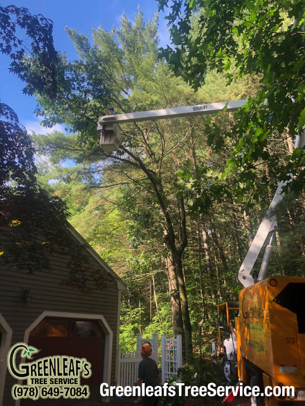 Greenleaf's Tree Service Photo