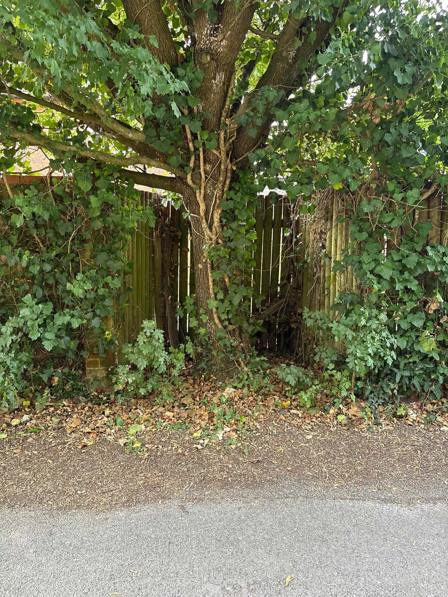 Images Arborist Tree Surgeons