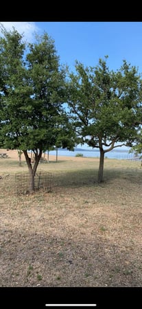 Images Twisted Oaks Tree Services LLC