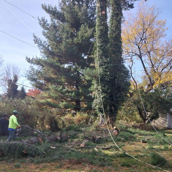 Match Grounds and Tree Service - Tree Services