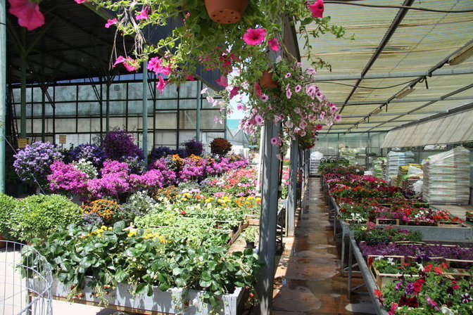 Images Vivai Giuranna