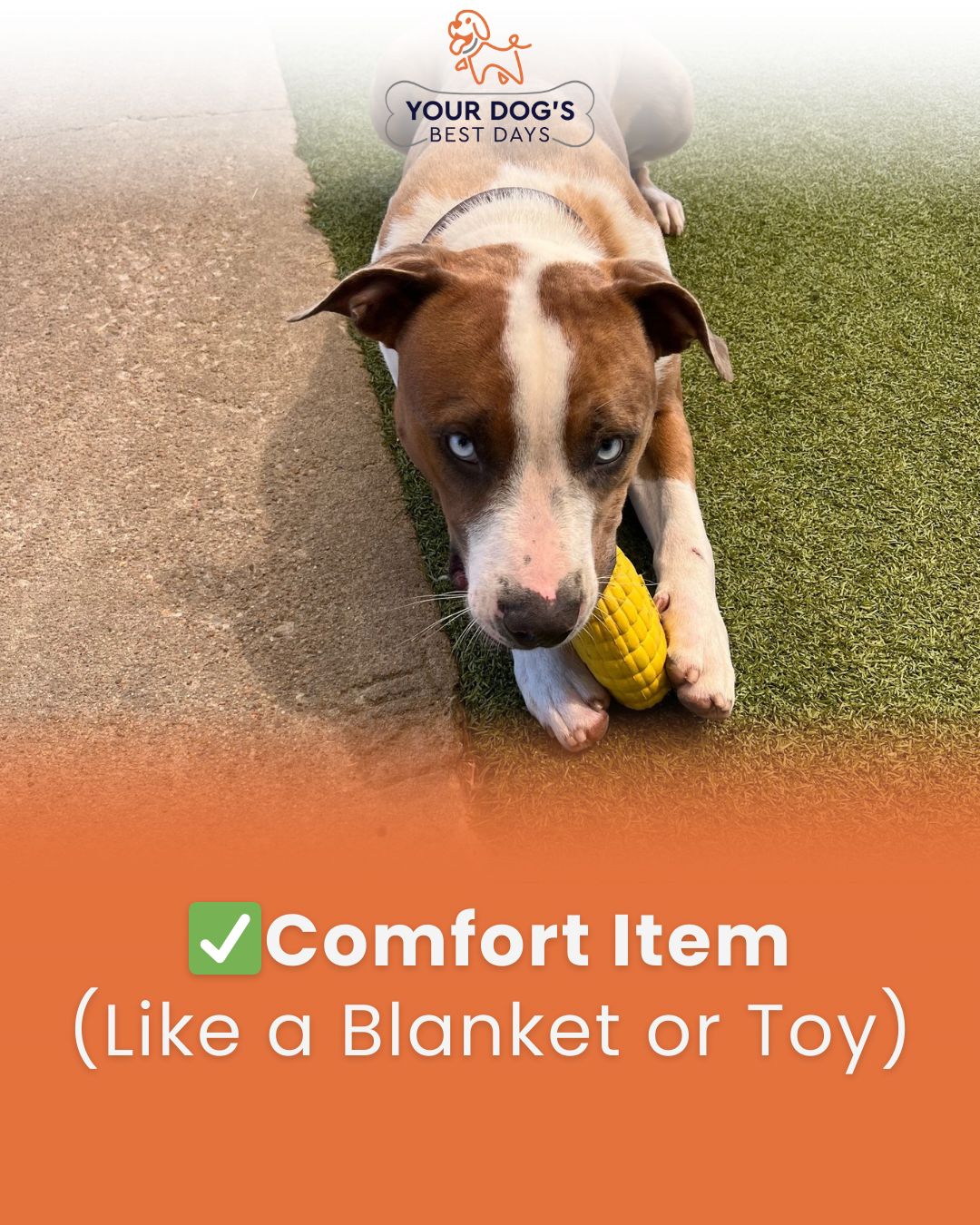 Dog boarding comfort item photo featuring a dog with a favorite toy or blanket to help them feel secure during their stay.