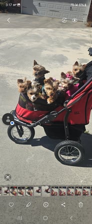Images Bad, Beautiful & Bossy AKC Yorkies