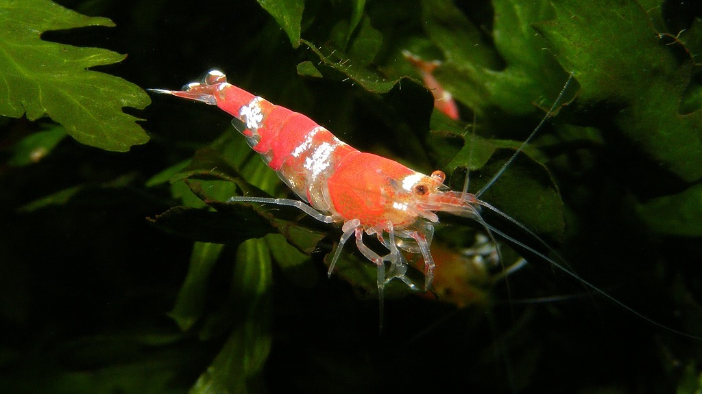Images Shrimp Delight