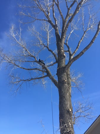 Images Total Tree Care