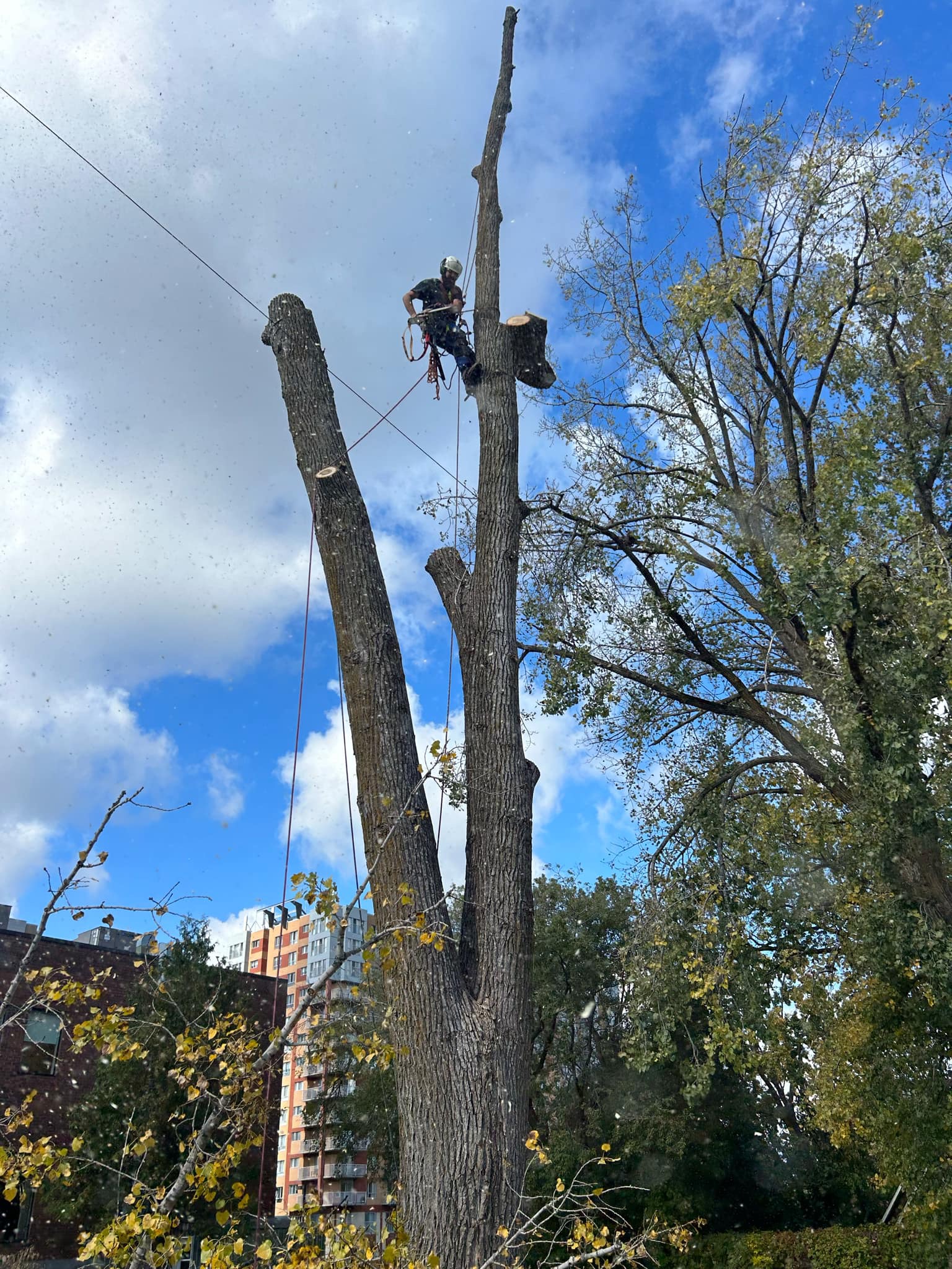 Images Élagage Frère d'Arbres