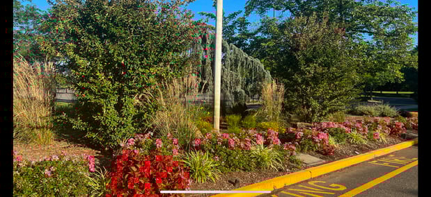 Images Justin Tree Services & Lawn Care