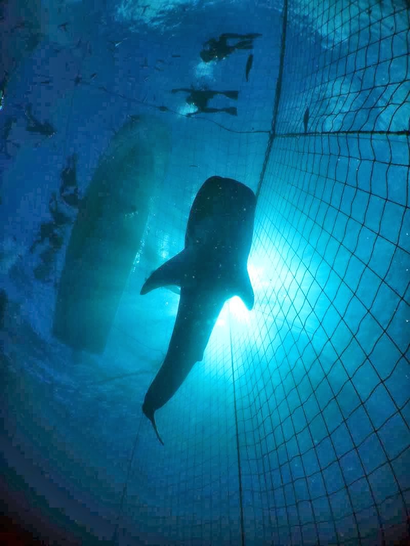 Images ブルーポエム