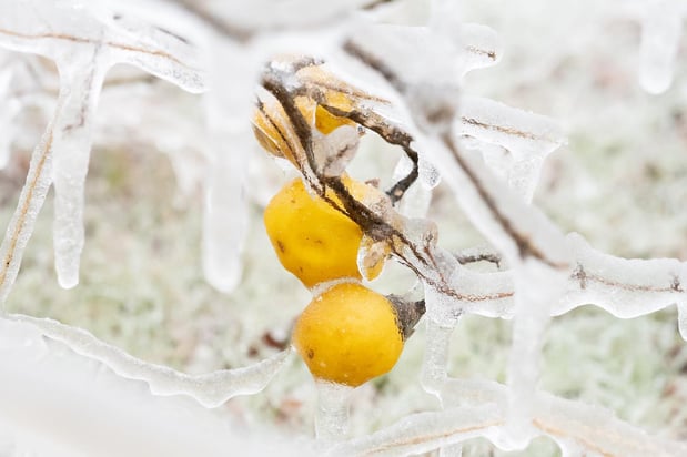 Images A Joy Story Photography