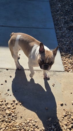 Images Dragonfly Dog Grooming LLC