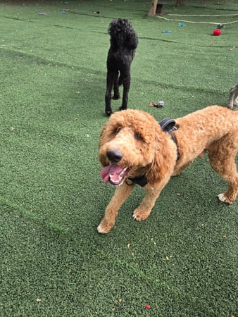 Images Wag Watchers DayCare & Spa