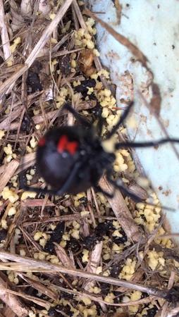 Images Superior Solutions Pest Control