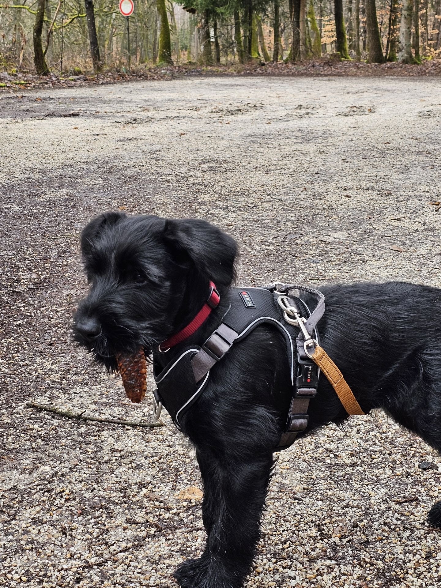 Hundeschule Daniel Paira, Wörbesgarten 2c in Eppstein