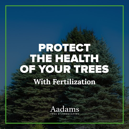 Images Aadams Tree Service - Tree Removal, Trimming, Stump Grinding in Woodinville WA