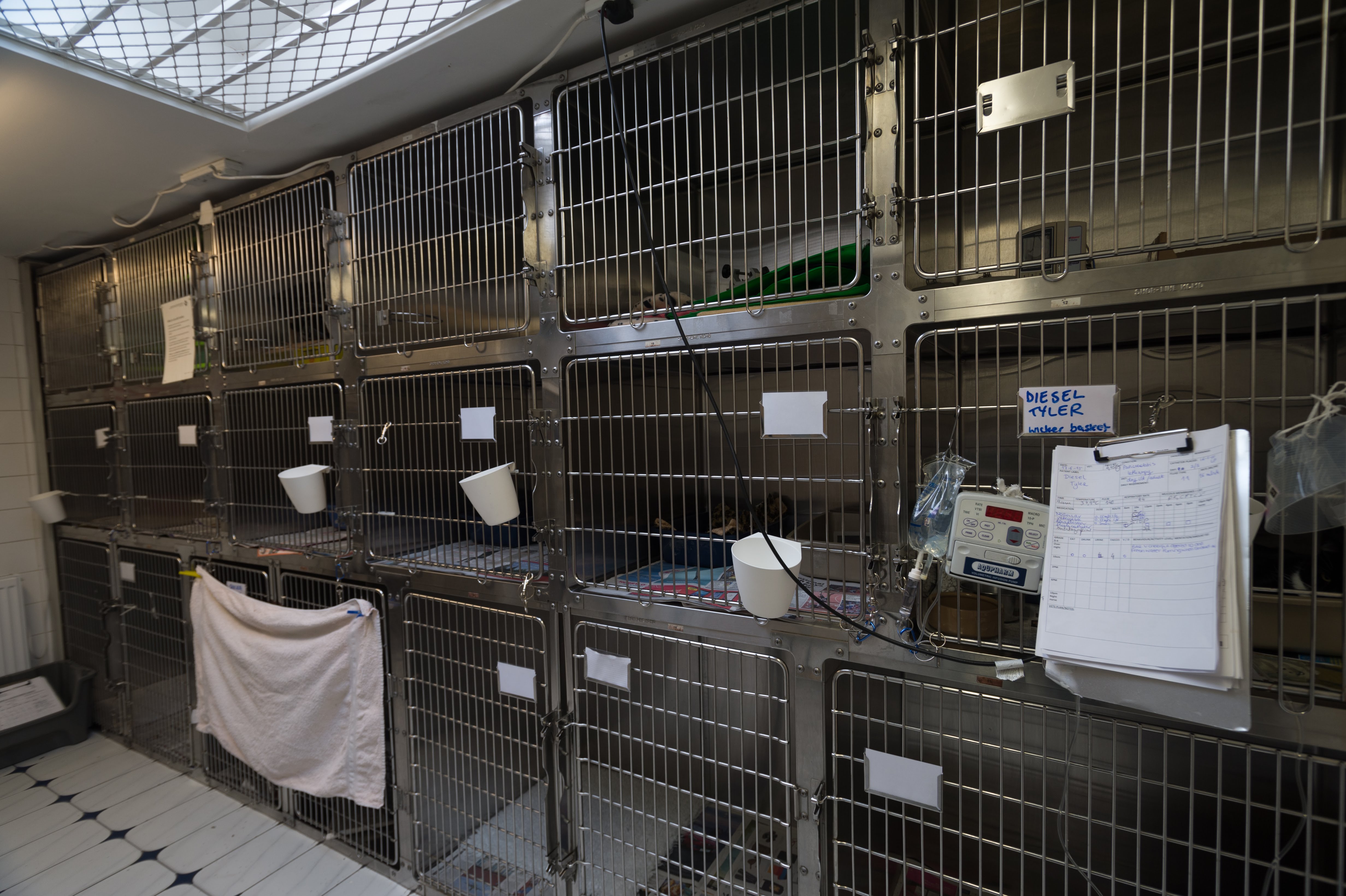 Images Streatham Hill Veterinary Surgery