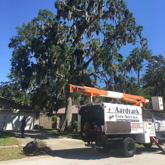 Aardvark Tree Services, LLC Photo