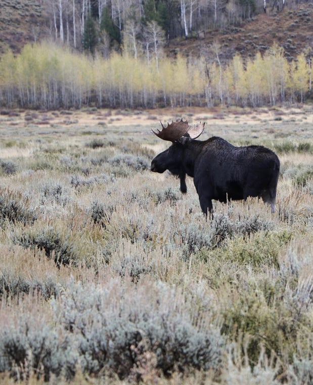 Images Backcountry Safaris