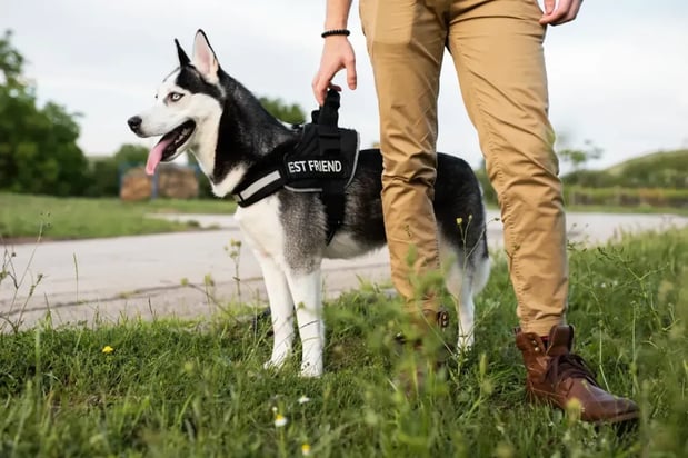 Images Spartan K9 LLC