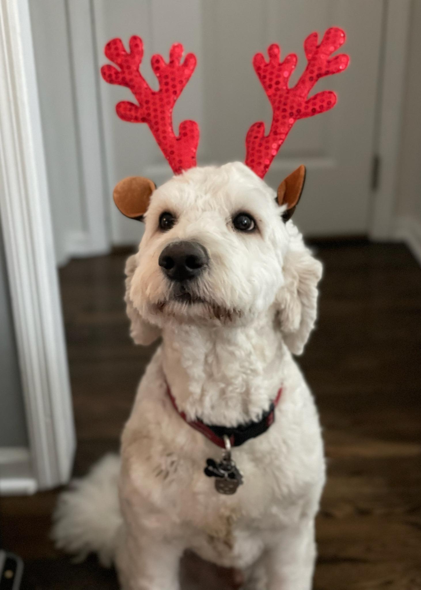 Matt Cole - State Farm Insurance Agent