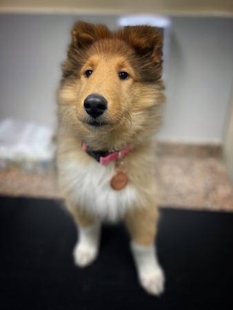 Images VCA Green Animal Hospital