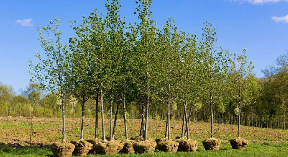 Images J. Daniels' Trees