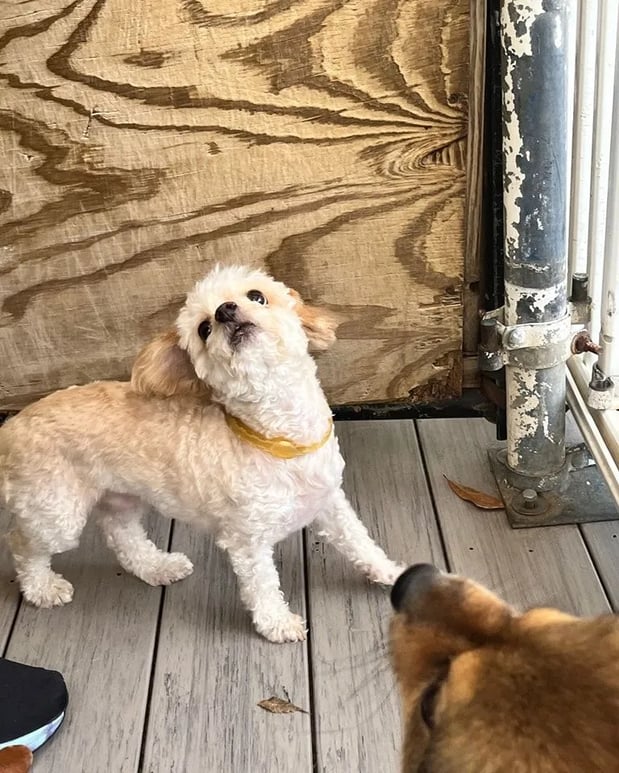 Images Wagging Tails Doggie Daycare & Boarding