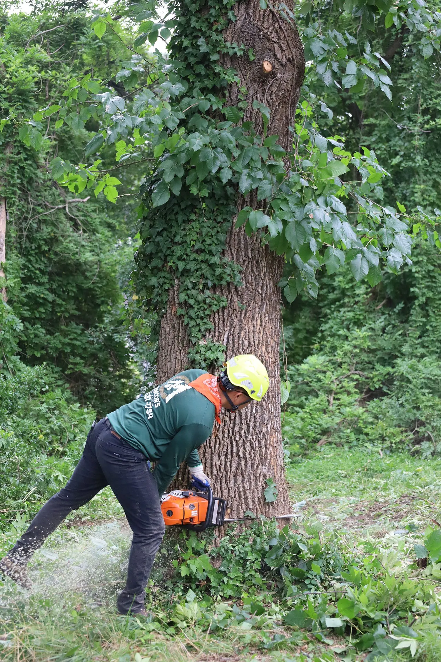 Mencor's Tree Service Image