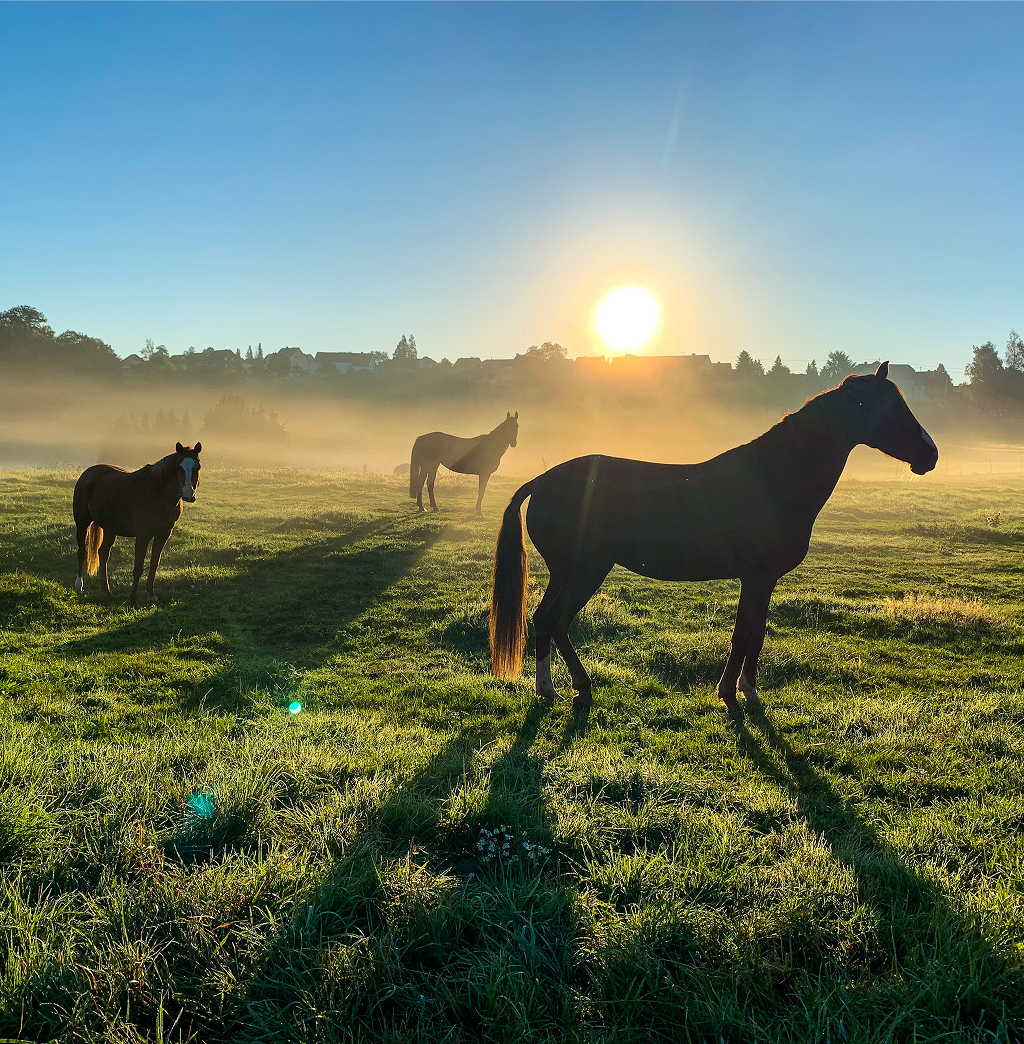 Horses standing in a lush field on a sunny day.