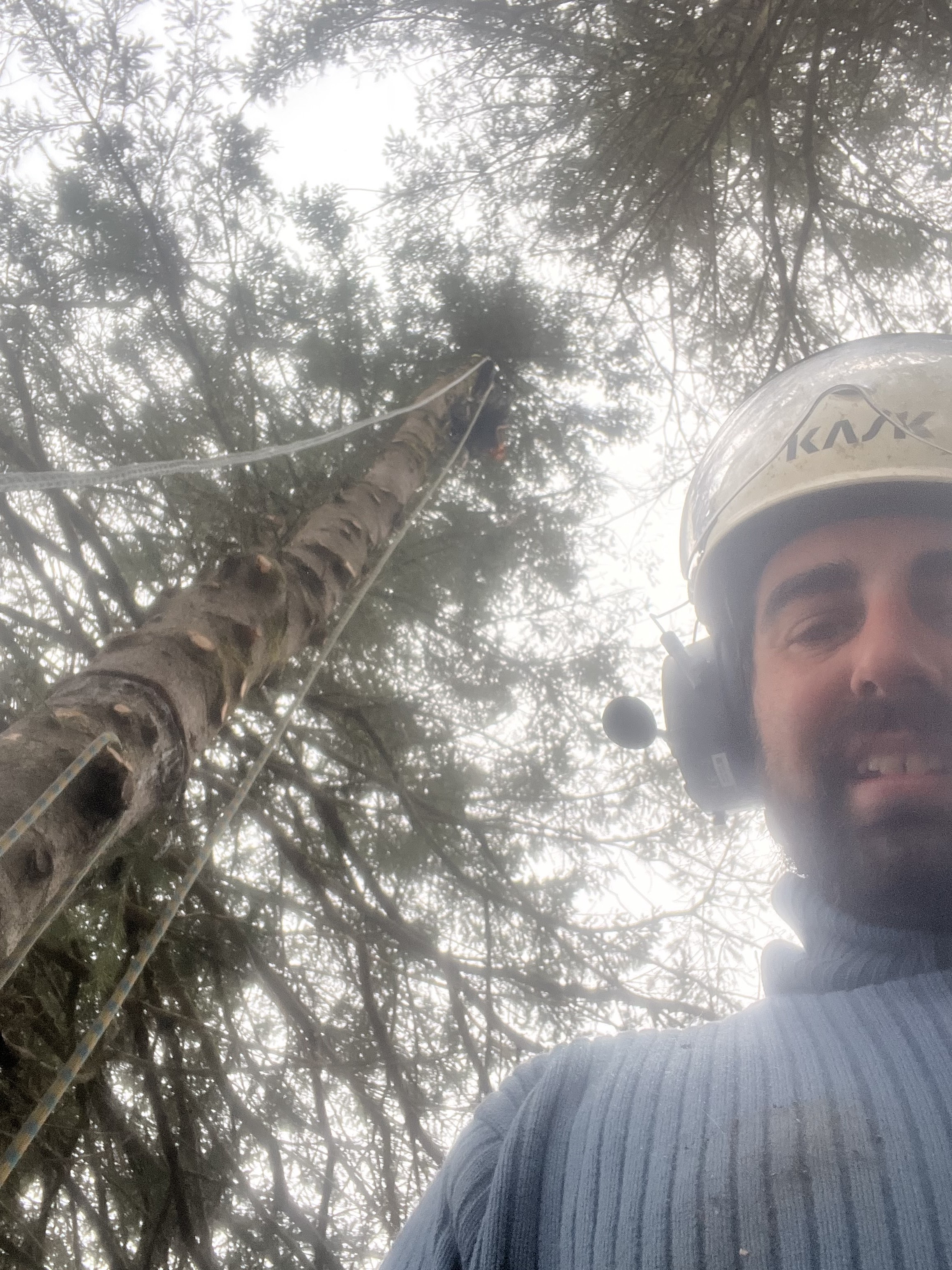 Images Élagage Frère d'Arbres