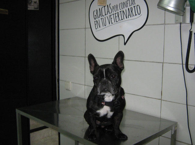 clinica-veterinaria-perro-consultorio-03.jpg Clínica Veterinaria Ferraz Madrid 915 59 18 71